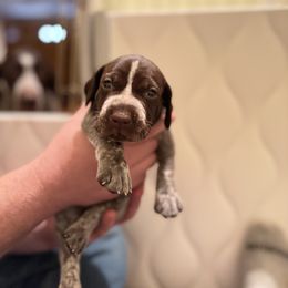 Dark Blue - Liver and white female German Shorthaired Pointer puppy in Ash Flat, Arkansas from SmokePoint GSPs