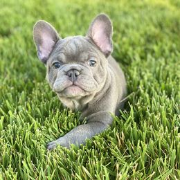 French Bulldog Puppies from Bourbon Country Bullies