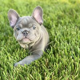 French Bulldog Puppies from Bourbon Country Bullies