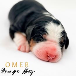 OMER - Tri-color male Bernedoodle puppy in Tipton, Indiana from Country Creek Doodles