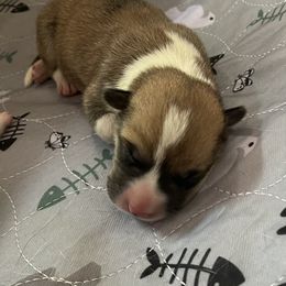 Boy 2 - Red Pembroke Welsh Corgi puppy in Strasburg, Colorado from M and B Corgis