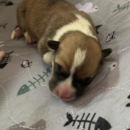 Boy 2 - Red Pembroke Welsh Corgi puppy in Strasburg, Colorado from M and B Corgis