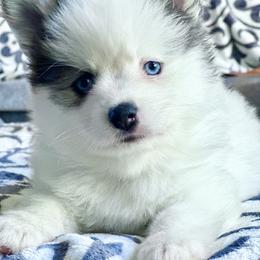 Pomsky Puppies from BittyPomsky