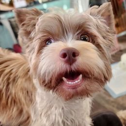 Cozmo - Yorkshire Terrier