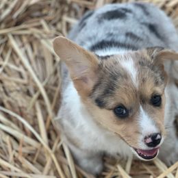 American corgis red head blue Merle - Blue merle and white American Corgi puppy in Willcox, Arizona from C spear Corgis