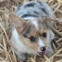 American corgis red head blue Merle - Blue merle and white American Corgi puppy in Willcox, Arizona from C spear Corgis