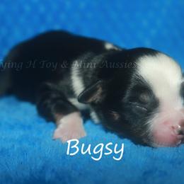 Bugsy - Black tri male Toy Australian Shepherd puppy in Godley, Texas from Flying H Toy and Mini Aussies