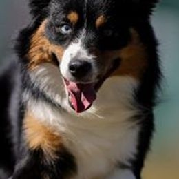 American Bullies and Miniature American Shepherds from Deuce's Den