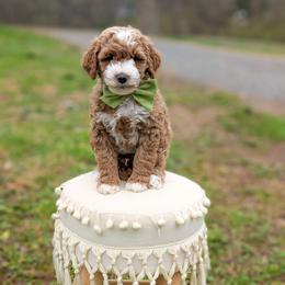 Spin - Red  male Goldendoodle puppy in Whitesburg, Georgia from Asbury & Co Farms