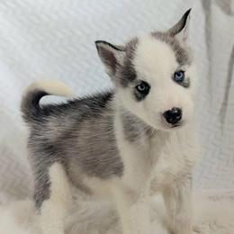 Rory - Gray and white male Siberian Husky puppy in Hebron, Kentucky from Glacier Run Huskies