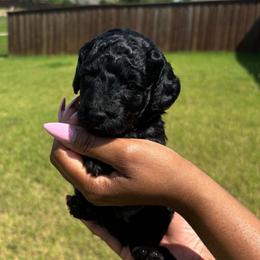 Dolly - Black female Goldendoodle puppy in Forney, Texas from Cityline Goldendoodles