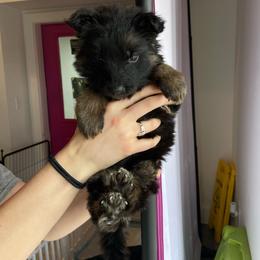 Red collar - Black and red female German Shepherd puppy in Chelmsford, Massachusetts from Farrenhaus