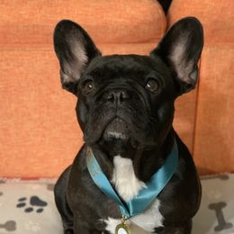 Darcy - French Bulldog