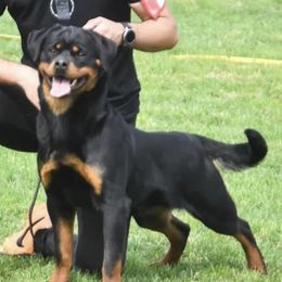 Mona - Rottweiler