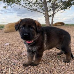 Light pink - Sable female German Shepherd puppy in Wellington, Colorado from Smithcoshepherds