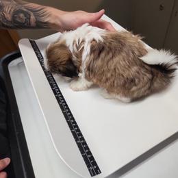 Shih Tzu Puppies from Tammy's Shihtzu Shack