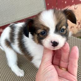 Petal - White and sable female Papillon puppy in Chattanooga, Oklahoma from Lottie Dottie Scottie’s and Papillons