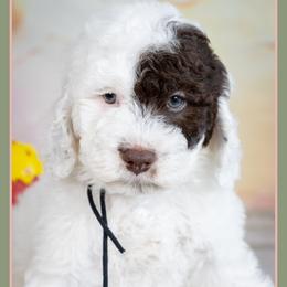 Cousin - Brown and white male Cockapoo puppy in Connersville, Indiana from Deaz Doodle Ranch