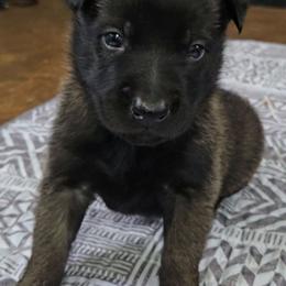Teeze's Blue - Mahogany male Belgian Malinois puppy in Berry, Alabama from North River k9