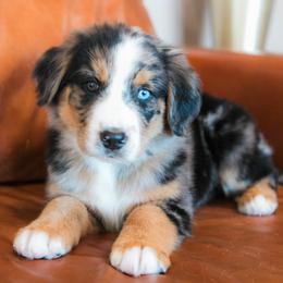 Nova - female Australian Mountain Doodle puppy in Lafayette, Missouri from Brick House Farm Doodles