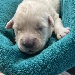 Pinkie - Light golden female Golden Retriever puppy in Ennis, Texas from Amberidge Golden Retrievers