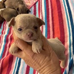 Silver boy 4,300 - Silver and white male Chihuahua puppy in Summerfield, Florida from Uey’s Chihuahuas