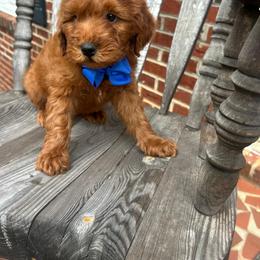 Don - Red  male Goldendoodle puppy in Mint Hill, North Carolina from DoodleForever
