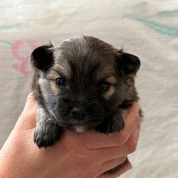 Waffle - Wolf sable male Pomsky puppy in Avoca, Michigan from Repurposed Paradise Farm