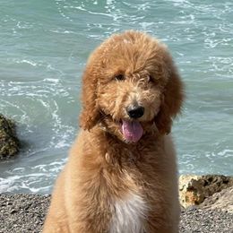 Goldendoodles from Heavenly Doodles