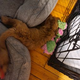 Ginny - Red  Goldendoodle puppy in Wolcottville, Indiana from Indiana Goldens