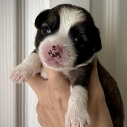 Slate Hairless Boy - Slate male Chinese Crested puppy in Tomball, Texas from Gracieux Chinese Cresteds