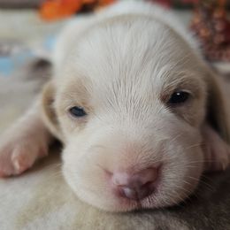 Lemon girl (purple collar) - Lemon and white female Beagle puppy in Spring Branch, Texas from Lost Trail Kennels
