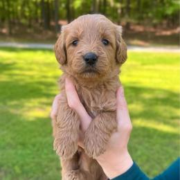 Shell - Red  female Goldendoodle puppy in Kenansville, North Carolina from J+A Family Doodles