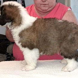 Saint Bernard Puppies from Wintercrest St. Bernards