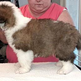 Saint Bernard Puppies from Wintercrest St. Bernards