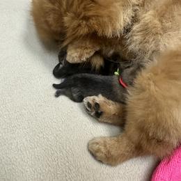 Pomeranian Puppies from Lori’s Precious Poms