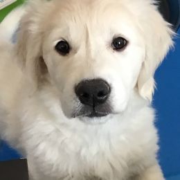 Cavapoo, Goldendoodle, and Golden Retriever Puppies from SoléLuna Golden Retrievers