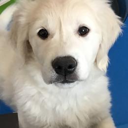 Cavapoo, Goldendoodle, and Golden Retriever Puppies from SoléLuna Golden Retrievers