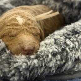 Minnie - Red  female Goldendoodle puppy in Fort Collins, Colorado from Front Range Family Doodles