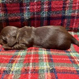 Male 2 - Chocolate and tan male Dachshund puppy in Bakersfield, California from Open Hourglass LLC