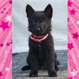 Pink Collar - Black female German Shepherd puppy in Muldrow, Oklahoma from Reizarf Kennels