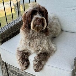 Mozzarella - Australian Labradoodle