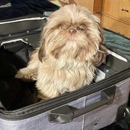 Astrid - Shih Tzu
