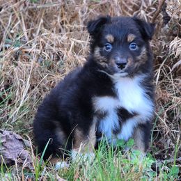 MM.BTM2 - Black tri male Miniature Australian Shepherd puppy in Deer Lodge, Tennessee from KSH Aussie Haven