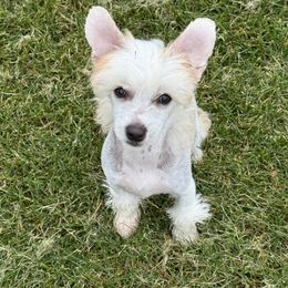Bare Nakeys Experiment 251 aka Link - Red male Chinese Crested puppy in Wasilla, Alaska from Bare Nakeys Kennel and Cattery