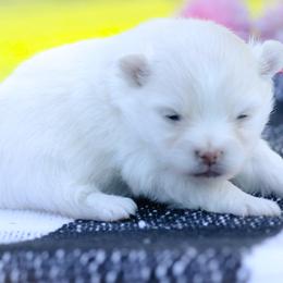 Elsa - Cream parti female Pomeranian puppy in Bremen, Indiana from AMS Pomeranians and Pomskies in Indiana