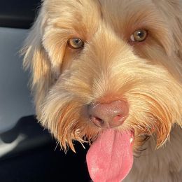 Australian Labradoodles from Scooby Doodle Doo Australian Labradoodles