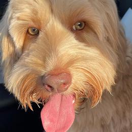 Australian Labradoodles from Scooby Doodle Doo Australian Labradoodles