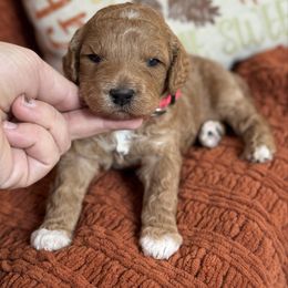 Lizzie - Red  female Goldendoodle puppy in Wharton, Texas from Little Fur Friends