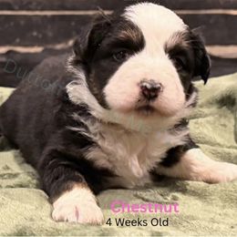 Chestnut - Black tri female Miniature Australian Shepherd puppy in Oronogo, Missouri from Dutton's Show Me Farms